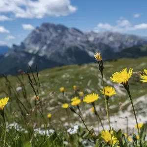 Yellow mountain flowers in front of a picturesque Dolomite panorama