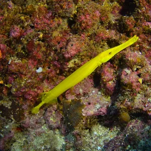 Yellow nose fish lying on colorful coral reef