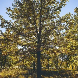 Yellow oak tree in autumn forest with back light