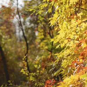 Yellow and red Rowan leaves in the autumn forest Yellow and red Rowan leaves in the autumn forest