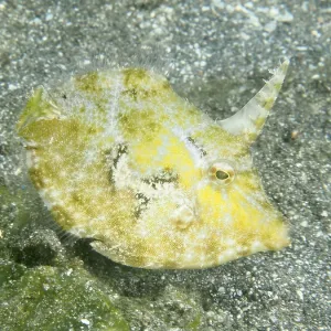 A yellow seagrass filefish (Acreichthys tomentosus) with a horn-shaped structure over a sandy seabed A yellow seagrass filefish (Acreichthys tomentosus) with a horn-shaped structure over a sandy seabed