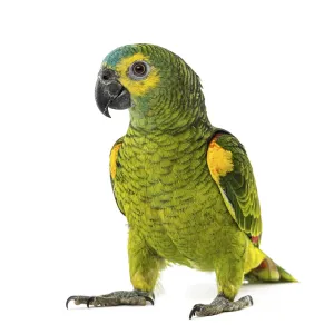 Yellow-shouldered amazon, Amazona barbadensis