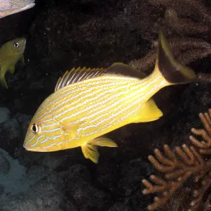 Yellow striped fish, bluestriped grunt (Haemulon sciurus)