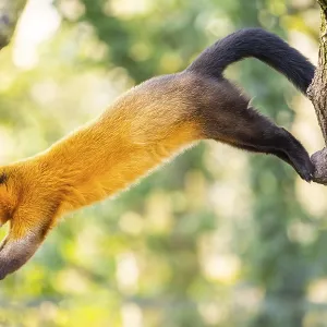 Yellow-throated marten (Martes flavigula) jumping on a tree in a forest