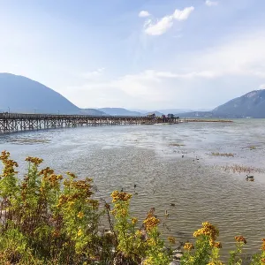Yellow wildflowers blooming on the shore of shuswap lake with a long wooden pier stretching out into the water under a Yellow wildflowers blooming on the shore of shuswap lake with a long wooden pier stretching out into the water under a