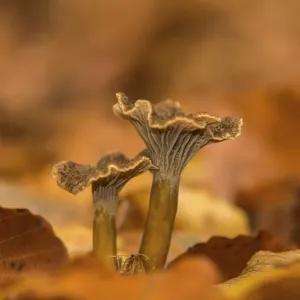 Yellowfoot (Craterellus tubaeformis) Yellowfoot (Craterellus tubaeformis)