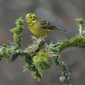 Yellowhammer, Emberiza eitrinella