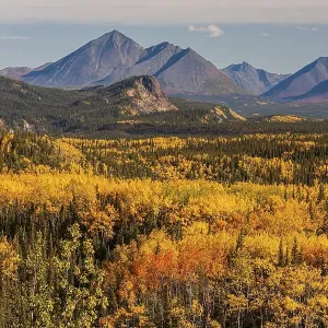 Yellowish coloured aspens in autumn in front of mountains Yellowish coloured aspens in autumn in front of mountains