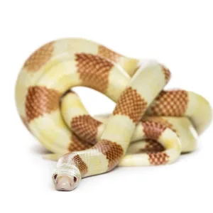 Yellowish snake rolling, isolated on white Yellowish snake rolling, isolated on white