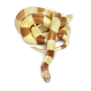 Yellowish snake rolling, isolated on white Yellowish snake rolling, isolated on white