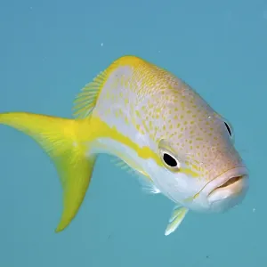 Yellowtail snapper (Ocyurus chrysurus) against a blue background swimming in the clear ocean Yellowtail snapper (Ocyurus chrysurus) against a blue background swimming in the clear ocean