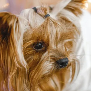 Yorkshire Terrier with a contemplative expression Yorkshire Terrier with a contemplative expression