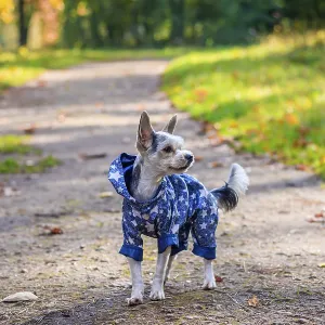 Yorkshire terrier dog for a walk in the autumn park Yorkshire terrier dog for a walk in the autumn park
