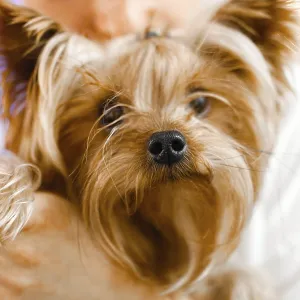 Yorkshire Terrier with an intimate Yorkshire Terrier with an intimate