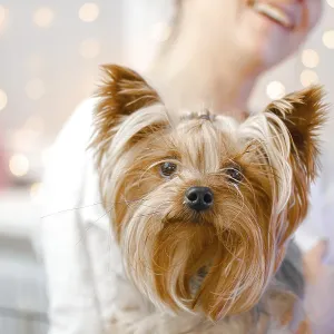 Yorkshire Terrier with a relaxed and smiling look Yorkshire Terrier with a relaxed and smiling look