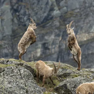 Young Alpine Ibexes (Capra Ibex) Young Alpine Ibexes (Capra Ibex)