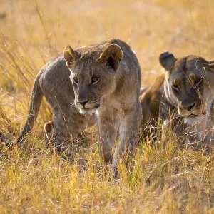 Young animals, lion (Panthera Leo) lying in grass