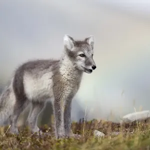 Young Arctic fox (Alopex lagopus)