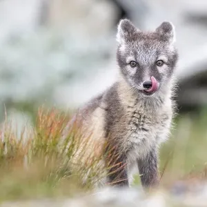 Young arctic fox (Vulpes lagopus) Young arctic fox (Vulpes lagopus)