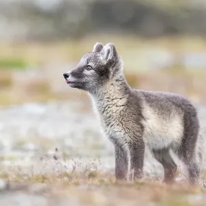 Young arctic fox (Vulpes lagopus) Young arctic fox (Vulpes lagopus)
