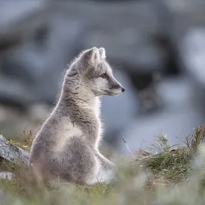 Young arctic fox (Vulpes lagopus)