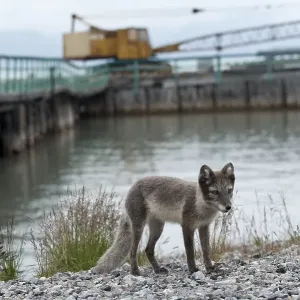 Young Arctic fox (Vulpes lagopus) at former port of loading Young Arctic fox (Vulpes lagopus) at former port of loading