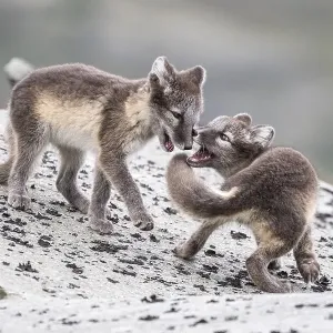 Young arctic foxes (Vulpes lagopus) playing