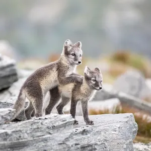 Young arctic foxes (Vulpes lagopus) playing Young arctic foxes (Vulpes lagopus) playing