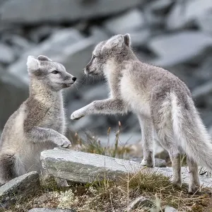 Two young arctic foxes (Vulpes lagopus) playing Two young arctic foxes (Vulpes lagopus) playing