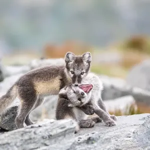 Young arctic foxes (Vulpes lagopus) playing Young arctic foxes (Vulpes lagopus) playing
