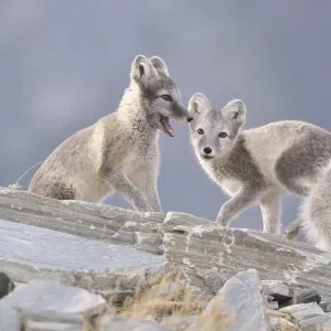 Young Arctic foxes (Vulpes lagopus, syn) Young Arctic foxes (Vulpes lagopus, syn)