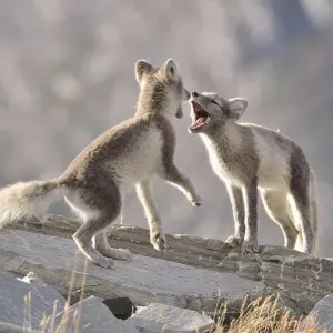 Young Arctic foxes (Vulpes lagopus, syn) Young Arctic foxes (Vulpes lagopus, syn)