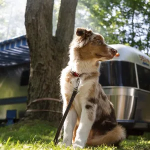 A young Australian Shepherd A young Australian Shepherd