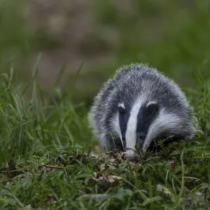 A young badger (Meles meles) searches for food directly at the entrance to its den