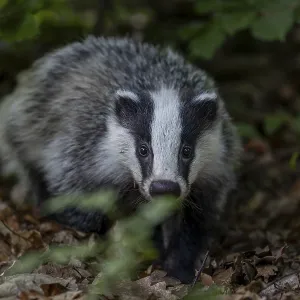 A young badger (Meles meles) searches for worms and insects in the beech leaves