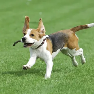Young Beagle, tricolour, running with a stick in the mouth across a meadow