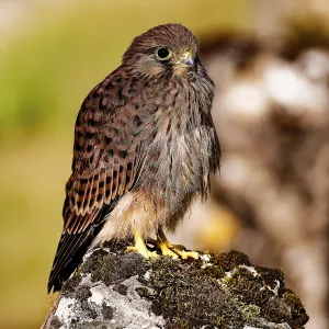 Young Common Kestrel Print, Amberg, Germany Young Common Kestrel Print, Amberg, Germany