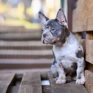 Young blue merle tan French Bulldog dog sitting on wooden palette Young blue merle tan French Bulldog dog sitting on wooden palette
