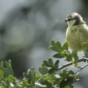 Young blue tit (Cyanistes caeruleus)