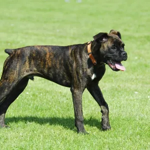 Young Boxer, male, 6 months old