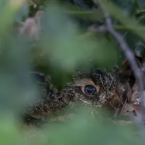 The young brown hare (Lepus europaeus) trusts its perfect camouflage