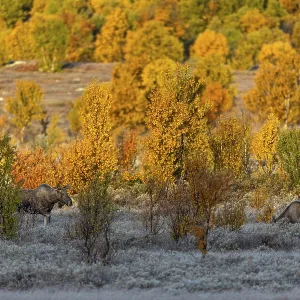 The young bull moose (Alces alces) The young bull moose (Alces alces)