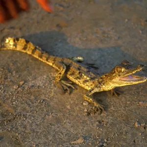 Young caiman in a private zoo near Iquitos Young caiman in a private zoo near Iquitos