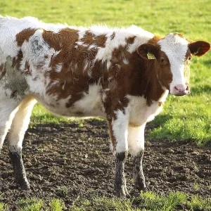 Young calf on green field, showing interest in natural surroundings Young calf on green field, showing interest in natural surroundings