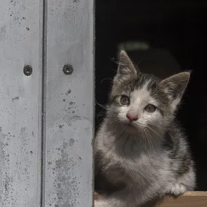 Young cat looking out of a door