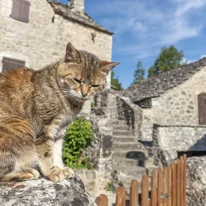 Young cat lying in the morning sun in a stone village