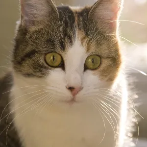 Young cat in the morning light Young cat in the morning light