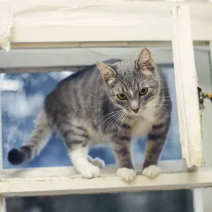 Young cat standing on an open ventilator window