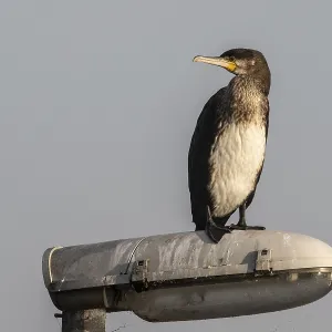 Young cormorant (Phalacrocorax carbo) on a lantern