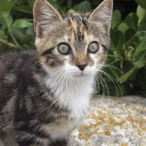 Young cute kind domestic cat portrait Young cute kind domestic cat portrait